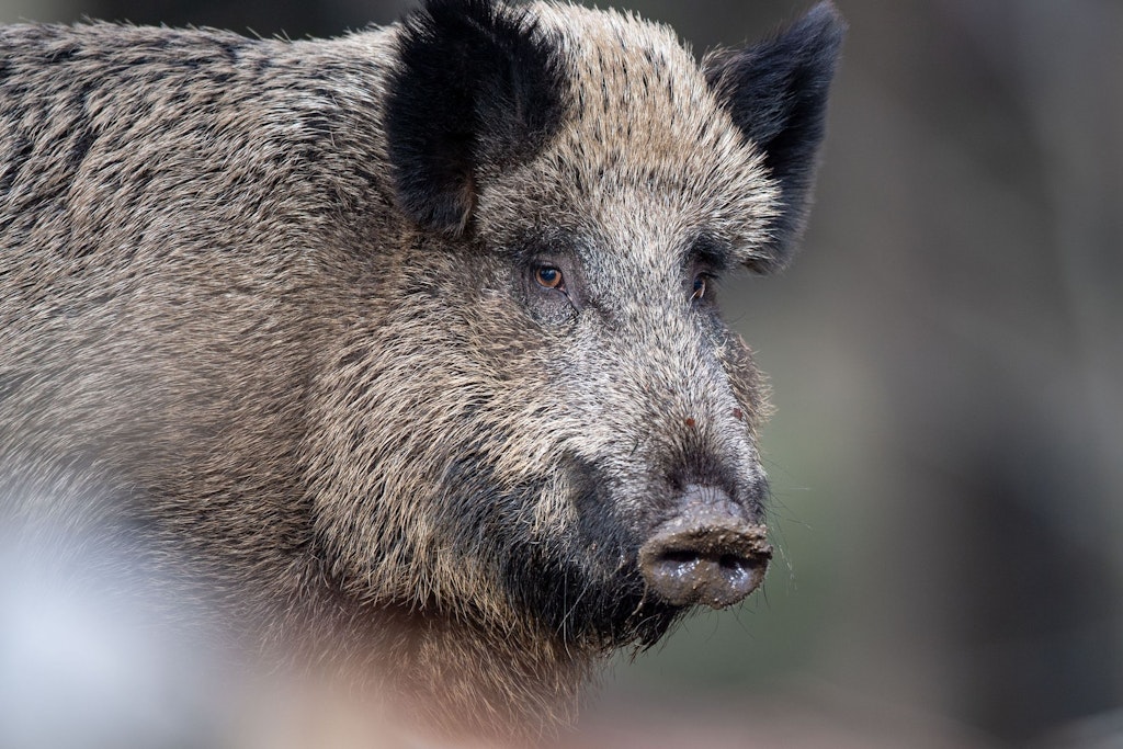 Anwohner in Köpenick genervt von Wildschweinen: „Die sollen bleiben, wo sie hingehören“