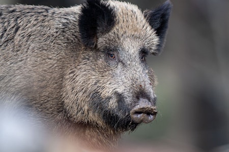 Anwohner in Köpenick genervt von Wildschweinen: „Die sollen bleiben, wo sie hingehören“