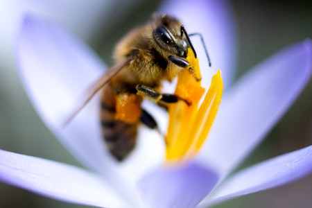 „Wespen sind die besseren Bienen“: Insekten sind viel mehr als nervige Plagegeister
