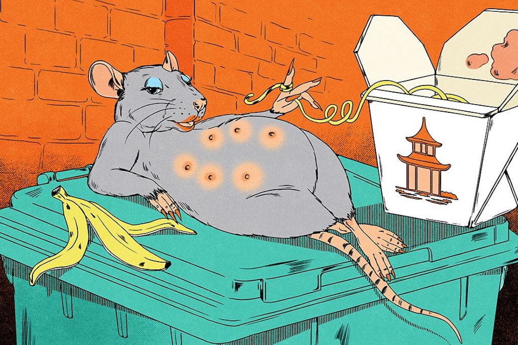 Berliner Biester: Wie es ist, eine Ratte in dieser Stadt zu sein