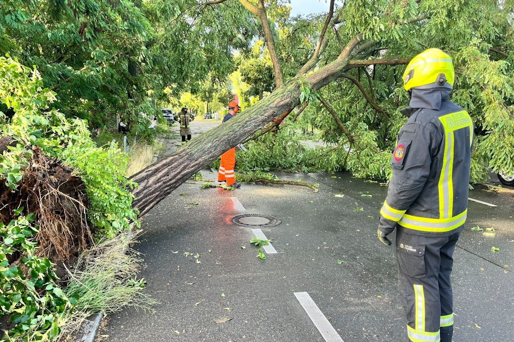 Stürme über Berlin und die Frage: „Kann nicht einfach jemand diesen Baum da wegräumen?“