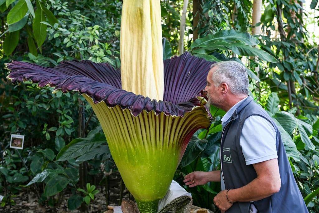 Im Botanischen Garten Berlin blüht die größte Blume der Welt – und sie stinkt nach Verwesung