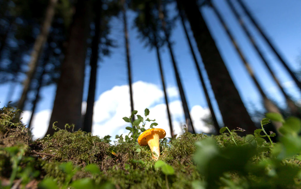Actually, now is the best chanterelle season: But why do the baskets ...