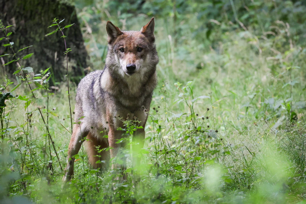 Wolf drags six-year-old into forest: Child in hospital, warning for nature ...