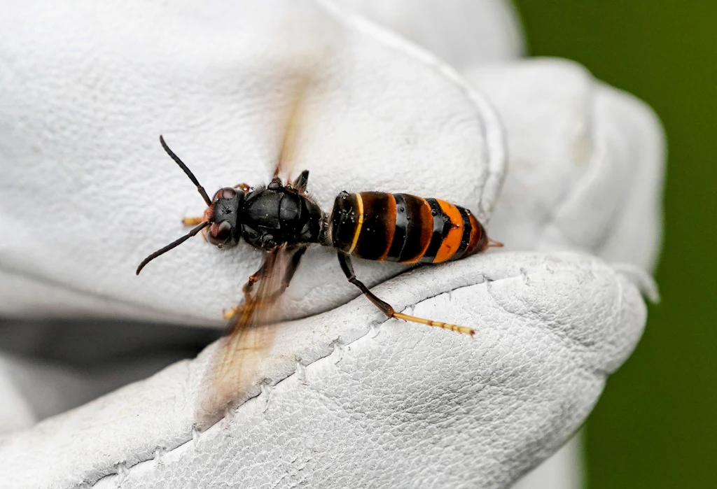 Search campaign in Berlin: How common are Asian hornets in the city?