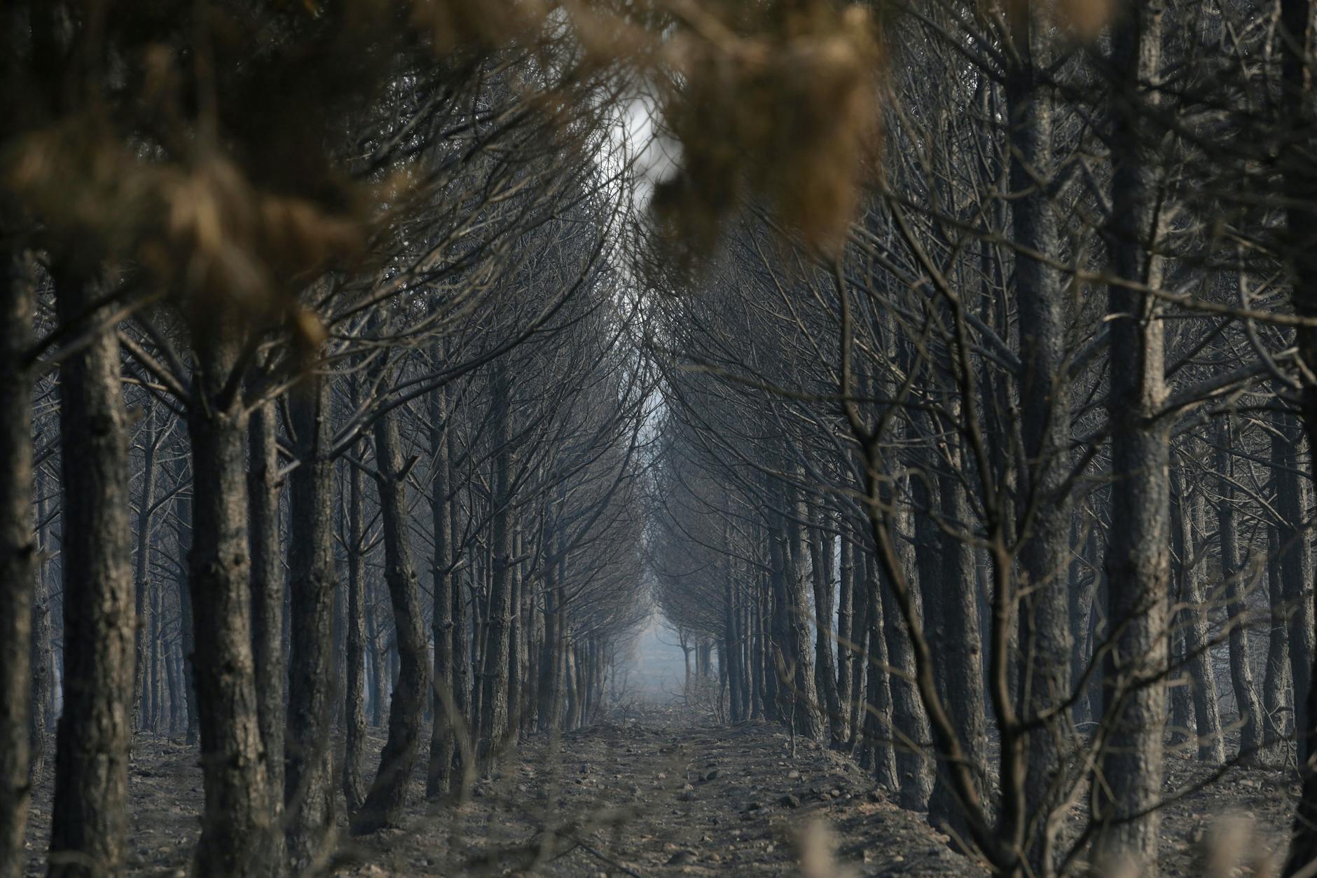 Spanien, Herreros De Jamuz: Blick auf ein verbranntes Gebiet zwischen Villalis de la Valduerna und Quintana y Congosto.