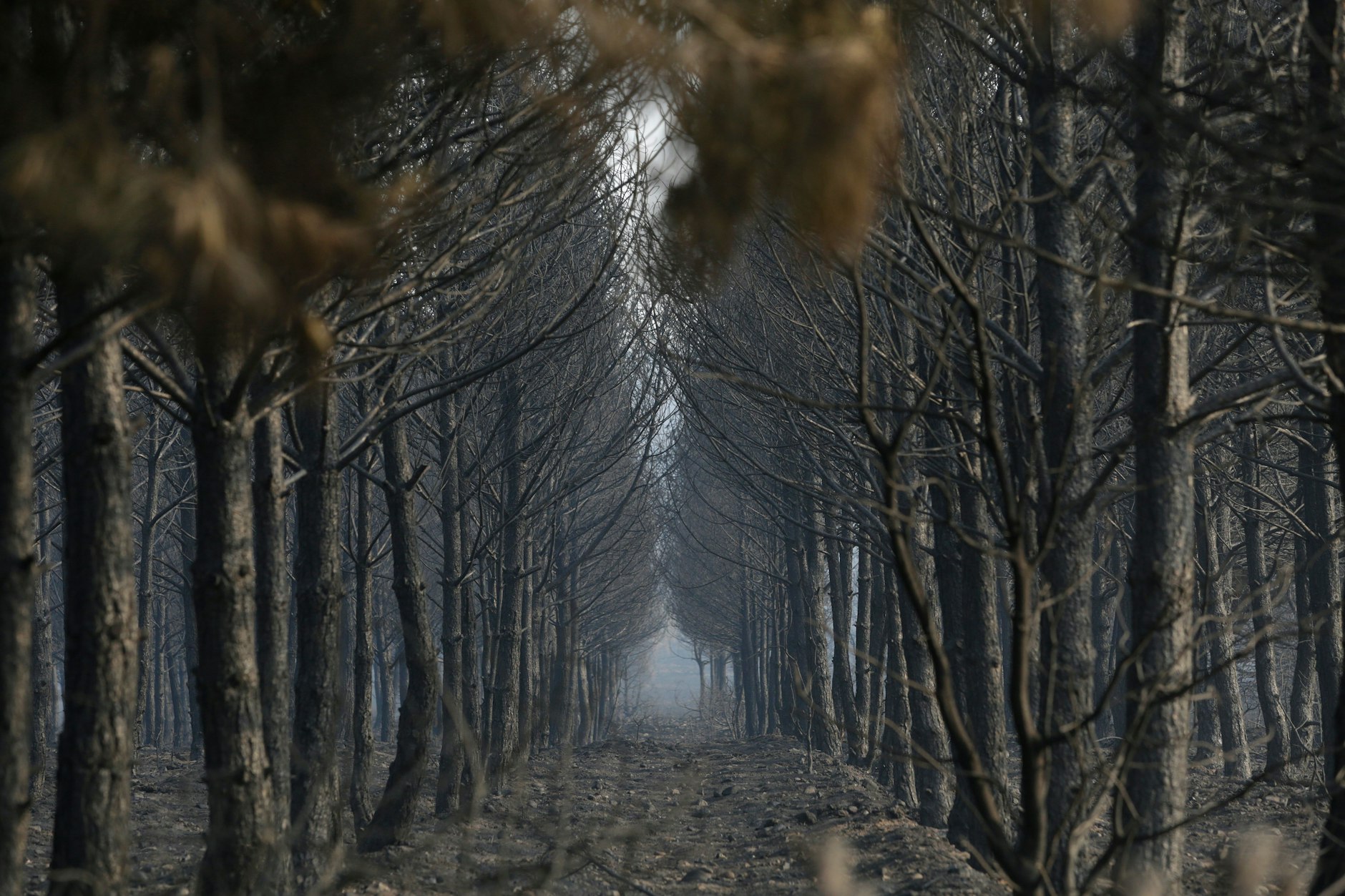 Spanien, Herreros De Jamuz: Blick auf ein verbranntes Gebiet zwischen Villalis de la Valduerna und Quintana y Congosto. 