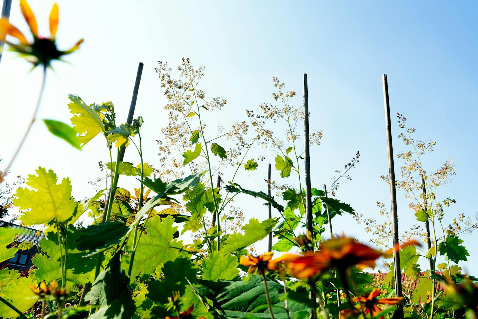 It's all a learning process: Over time, the team realized that regional plants grow best here.