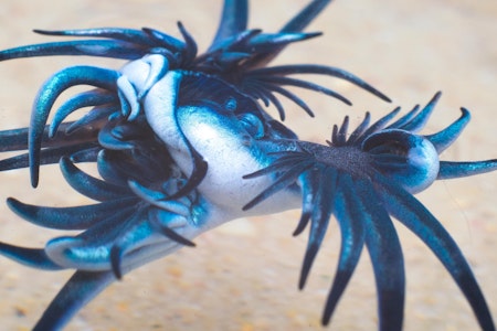 „Blauer Drache“ stoppt Baden – Costa Blanca riegelt Strände ab