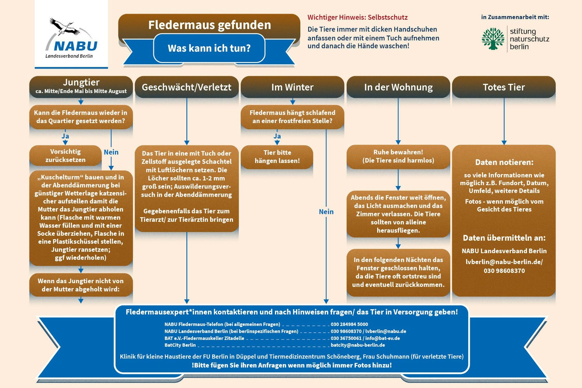 Diese Übersicht zeigt, was zu tun ist, wenn man einer Fledermaus begegnet.