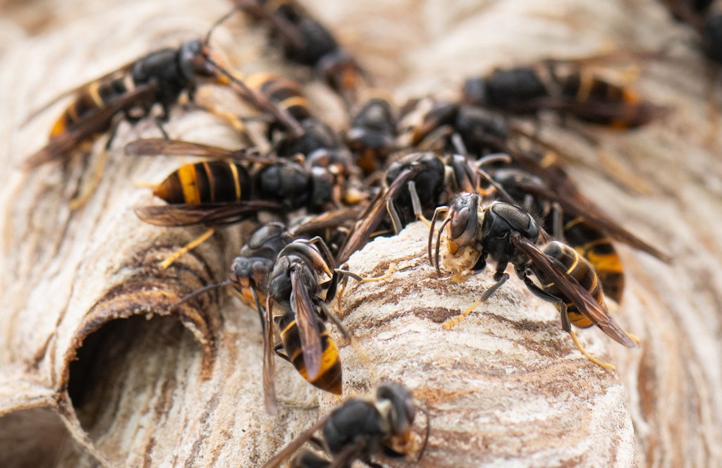 Asya Hornets neden GDR'den kaçınıyor?