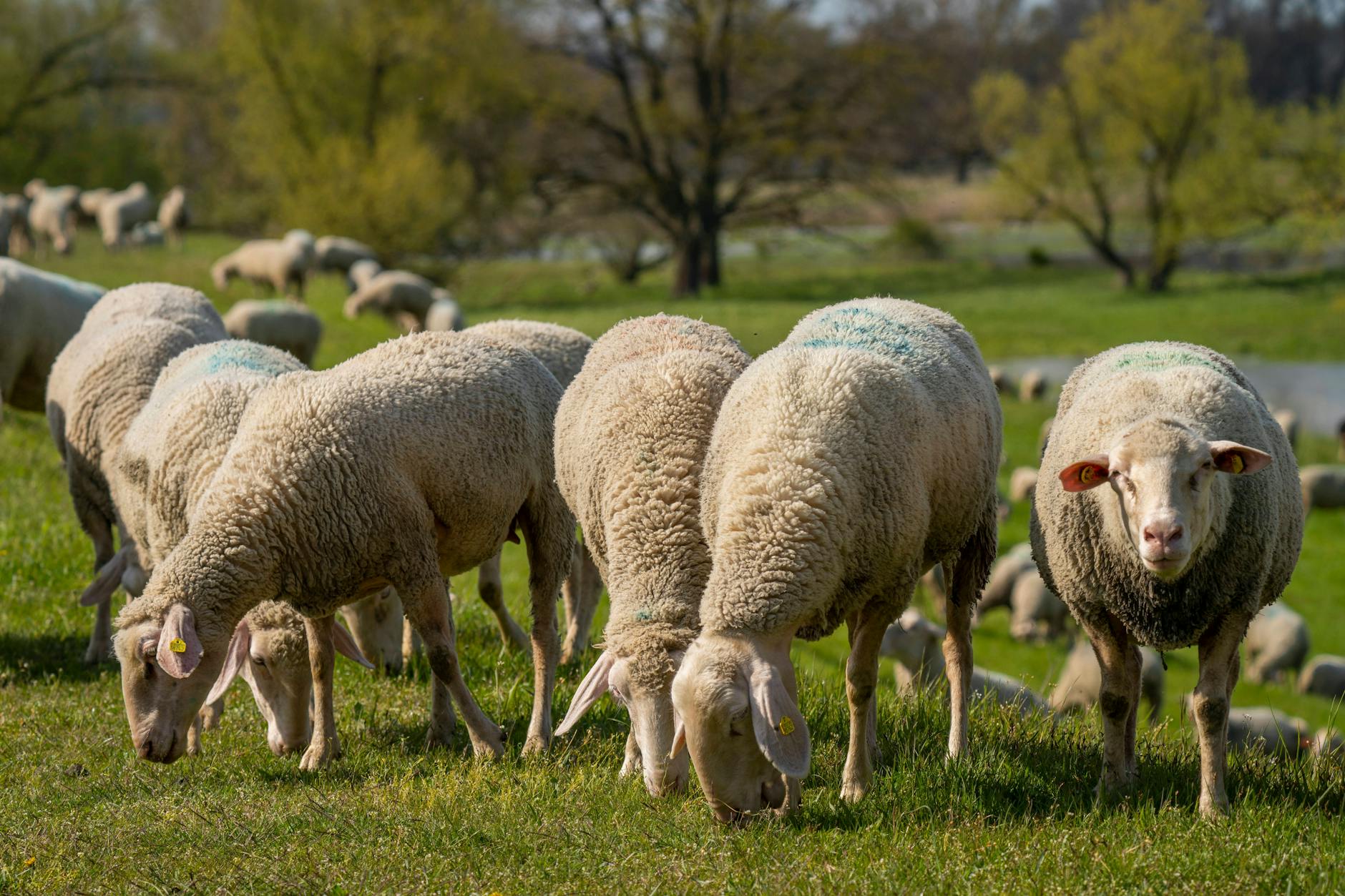 Grazing sheep in Brandenburg