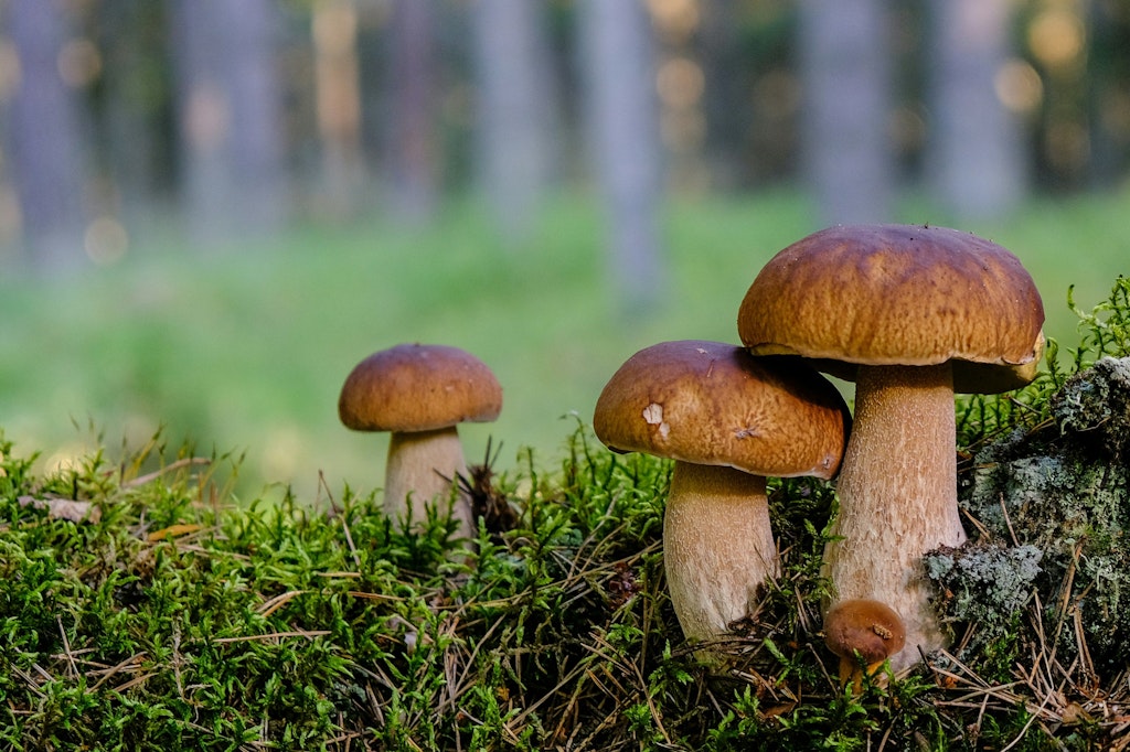 Wie man in der Pilzsaison erkennt, dass man in Brandenburg einen Freund gewonnen hat