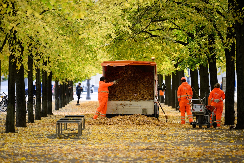36.000 Tonnen Herbstlaub: BSR startet große Reinigung in Berlin