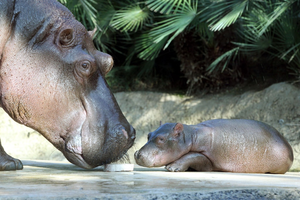 Zwillingsgeburt im Berliner Zoo: Nur ein Mini-Flusspferd überlebt