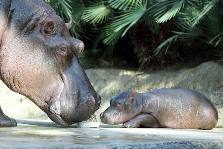 Zwillingsgeburt im Berliner Zoo: Nur ein Mini-Flusspferd überlebt