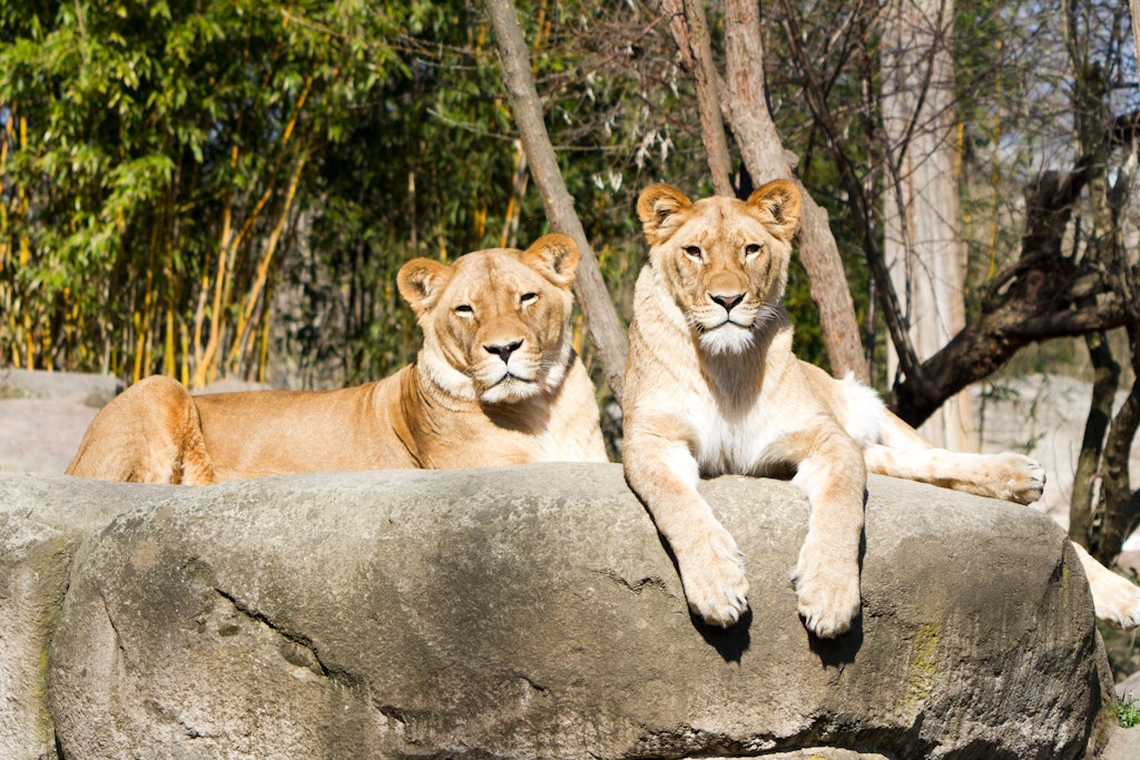 Zoo-Ranking: Wie Berlin im Vergleich abschneidet