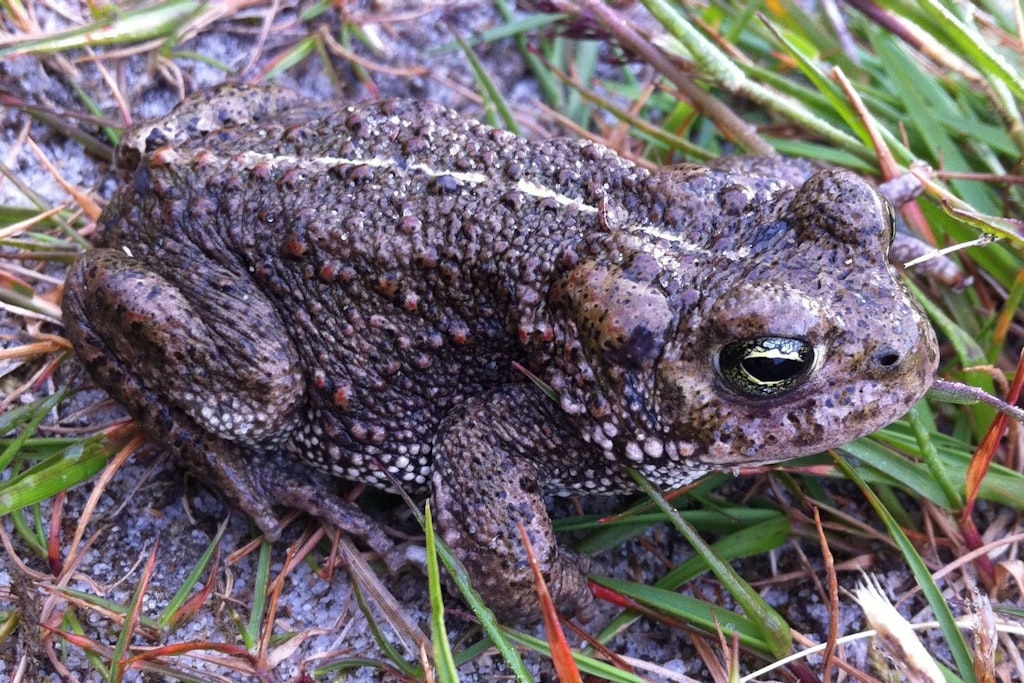 Interview mit einer Kreuzkröte: „Kein anderer Lebensraum schützt mich so wirksam wie die Bürokratie“